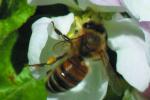 Kas yra žiedadulkės ir kaip bitės jas renka?